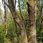 Apartament Zur Alten Tischlerei *