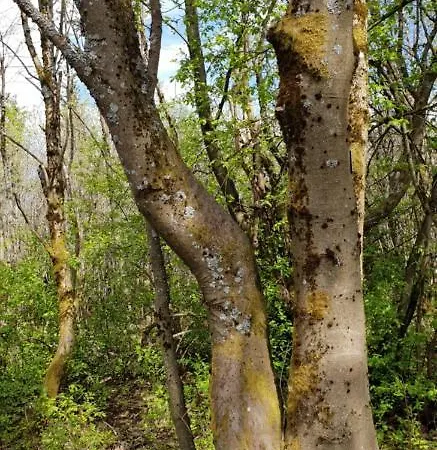 Appartement Zur Alten Tischlerei *