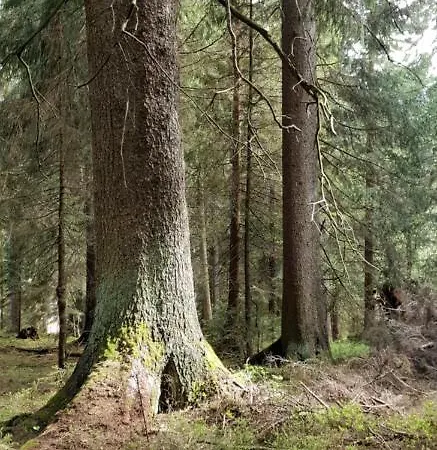 Zur Alten Tischlerei