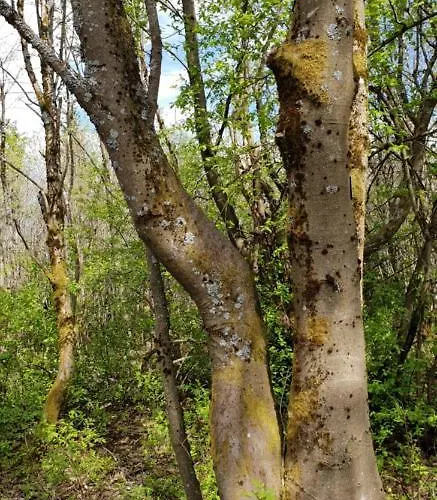 Apartmán Zur Alten Tischlerei *